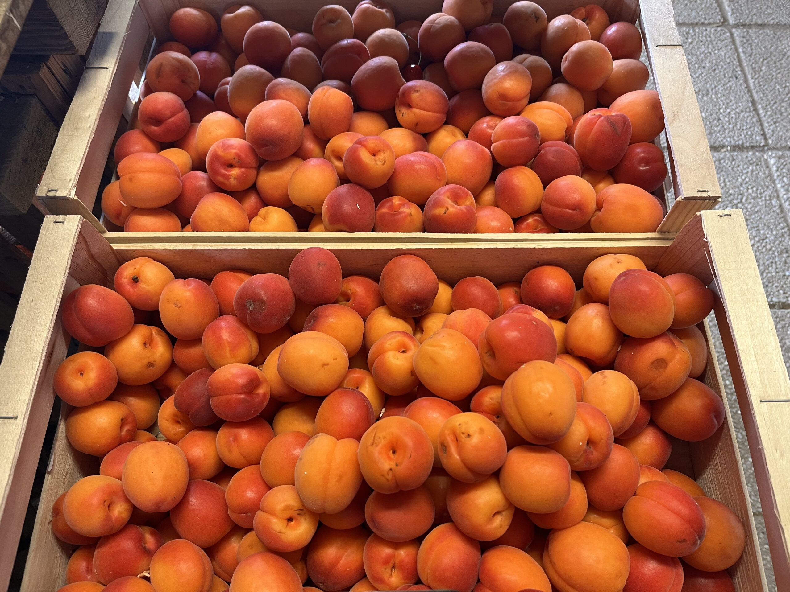 Abricots
