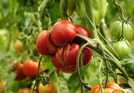 Plein soleil sur les tomates!