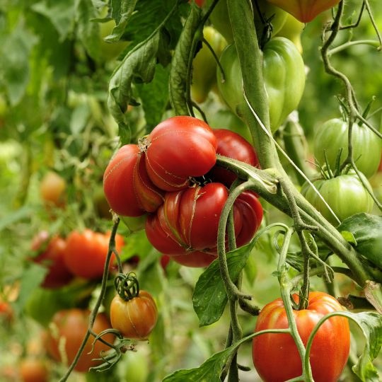 Plein soleil sur les tomates!