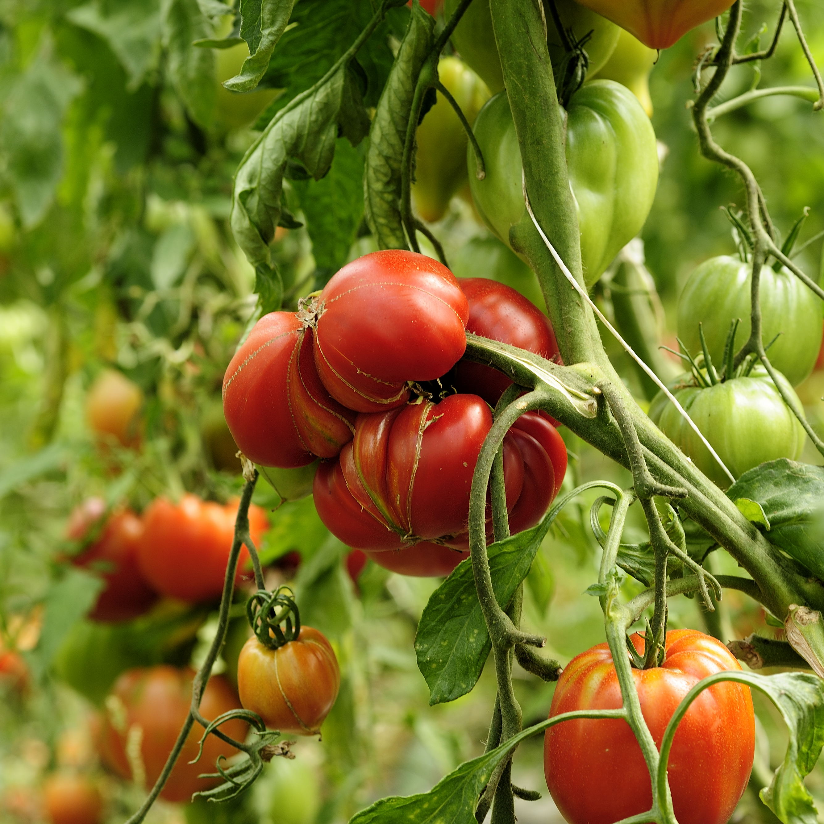 Plein soleil sur les tomates!