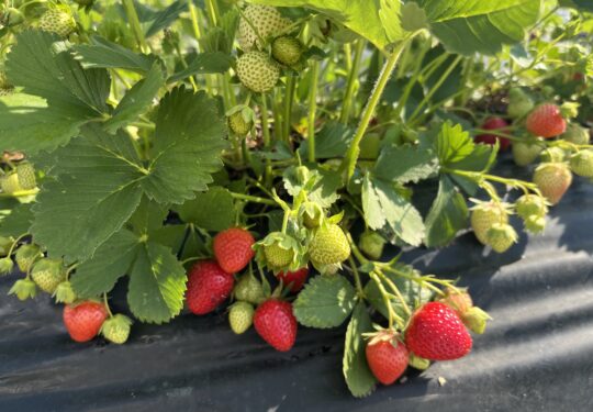 Les fraises sont arrivées!