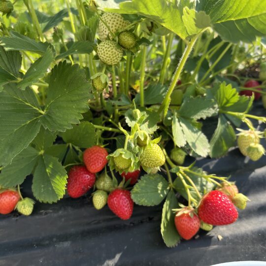Les fraises sont arrivées!