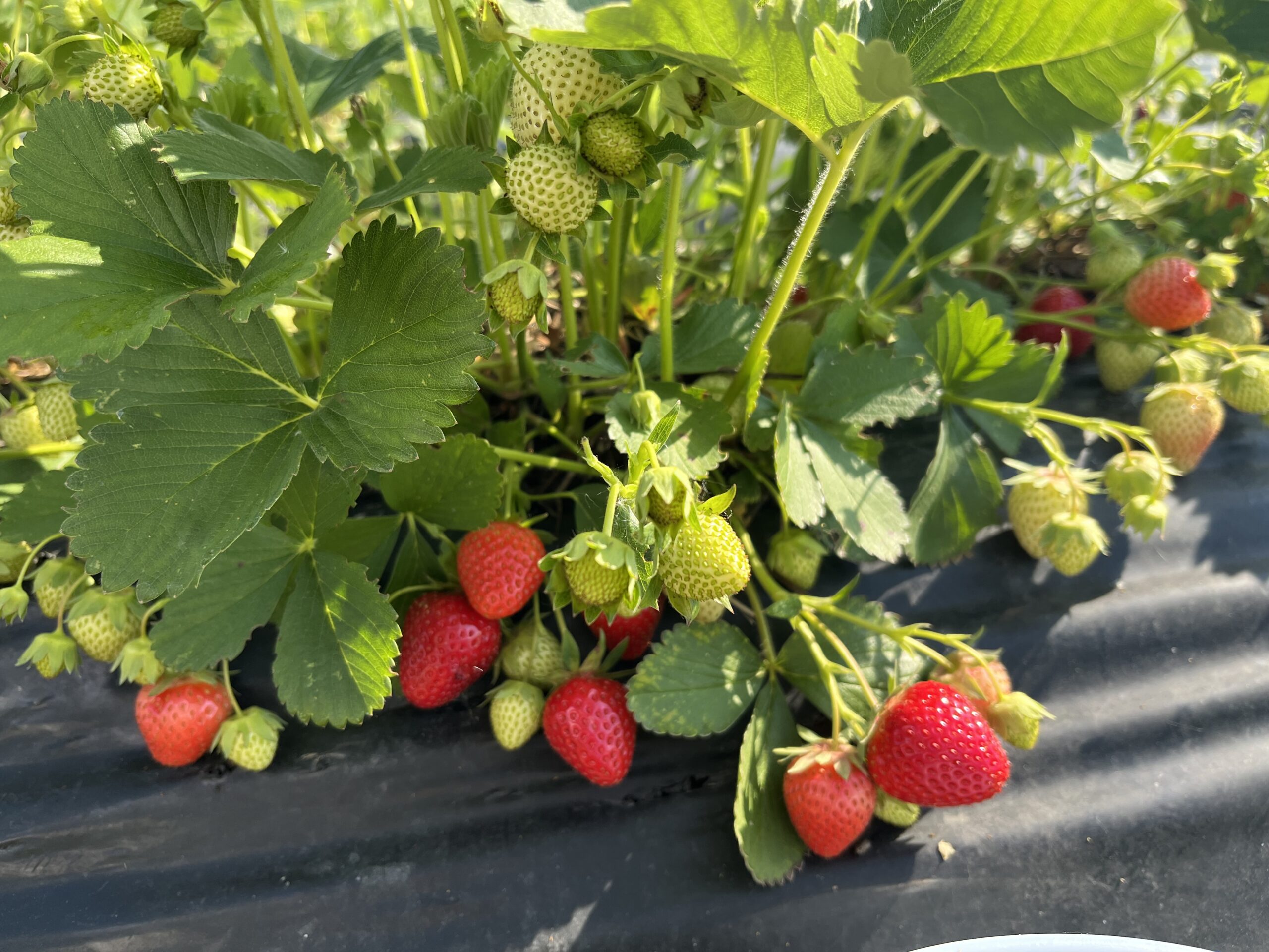 fraises