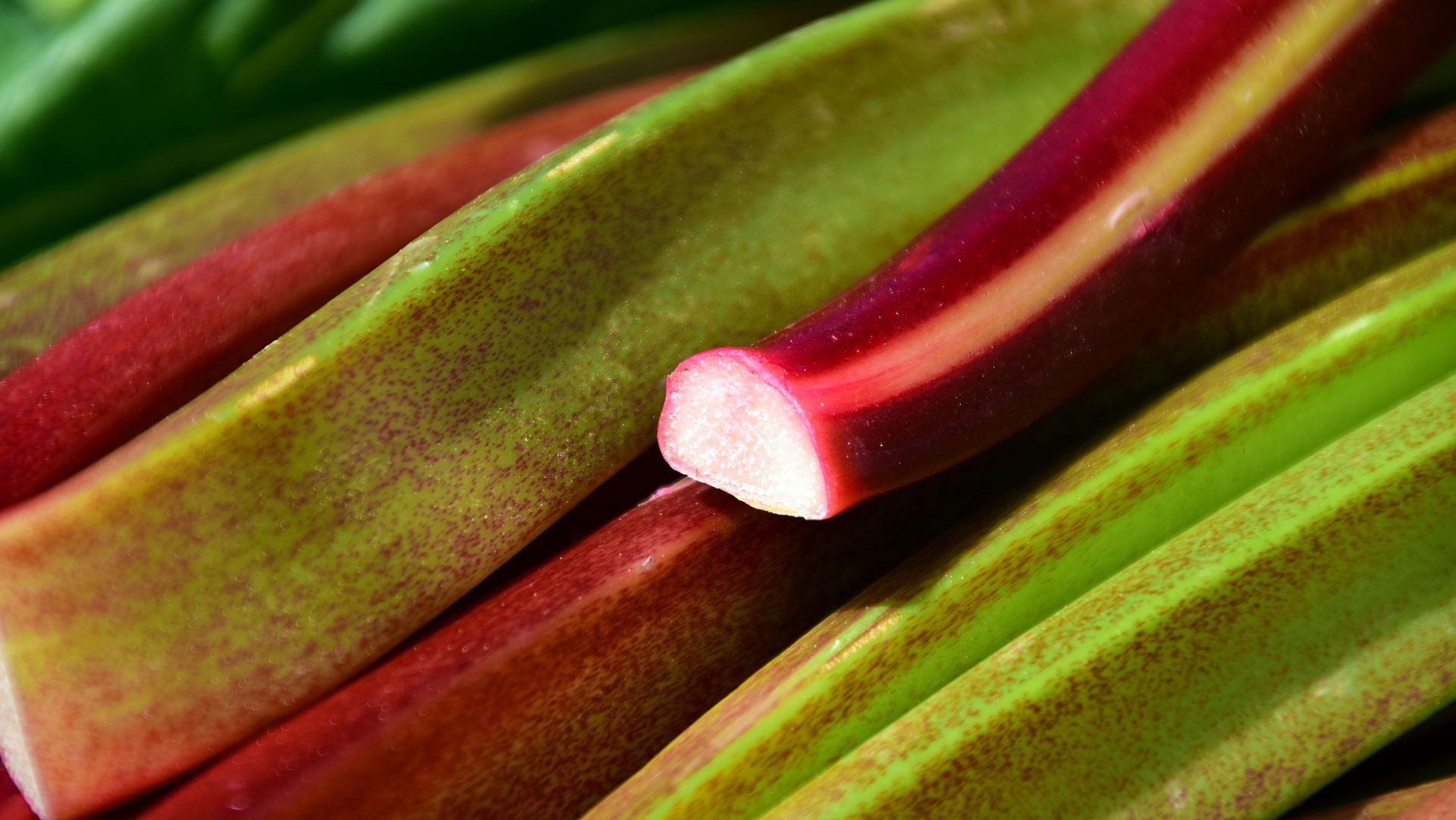 Rhubarbe