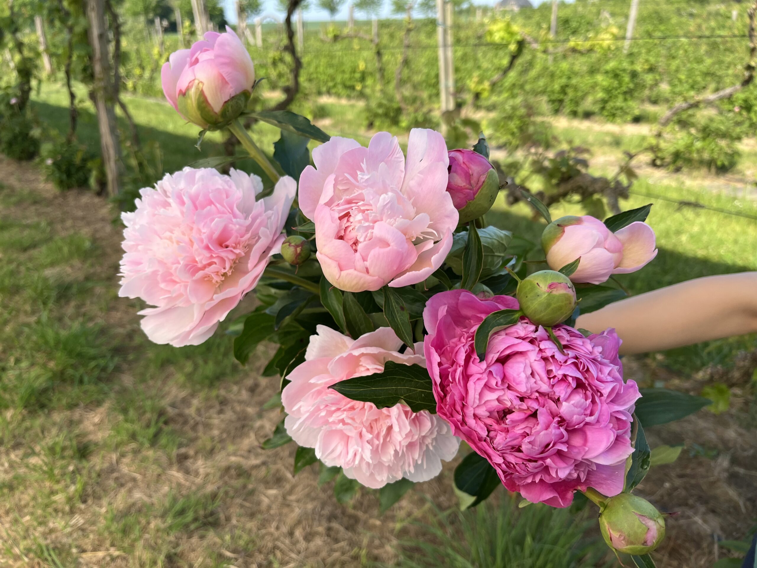 Pivoines