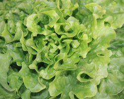 Salades