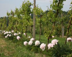 Pivoines