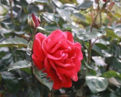 Roses