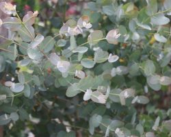 Eucalyptus