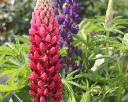 Lupins