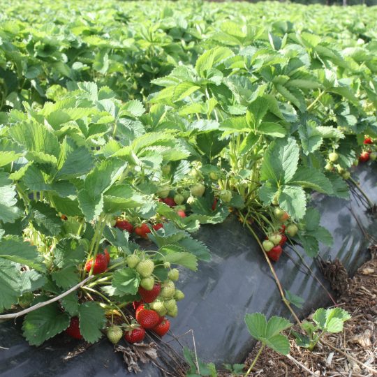 Pleine production de fraises