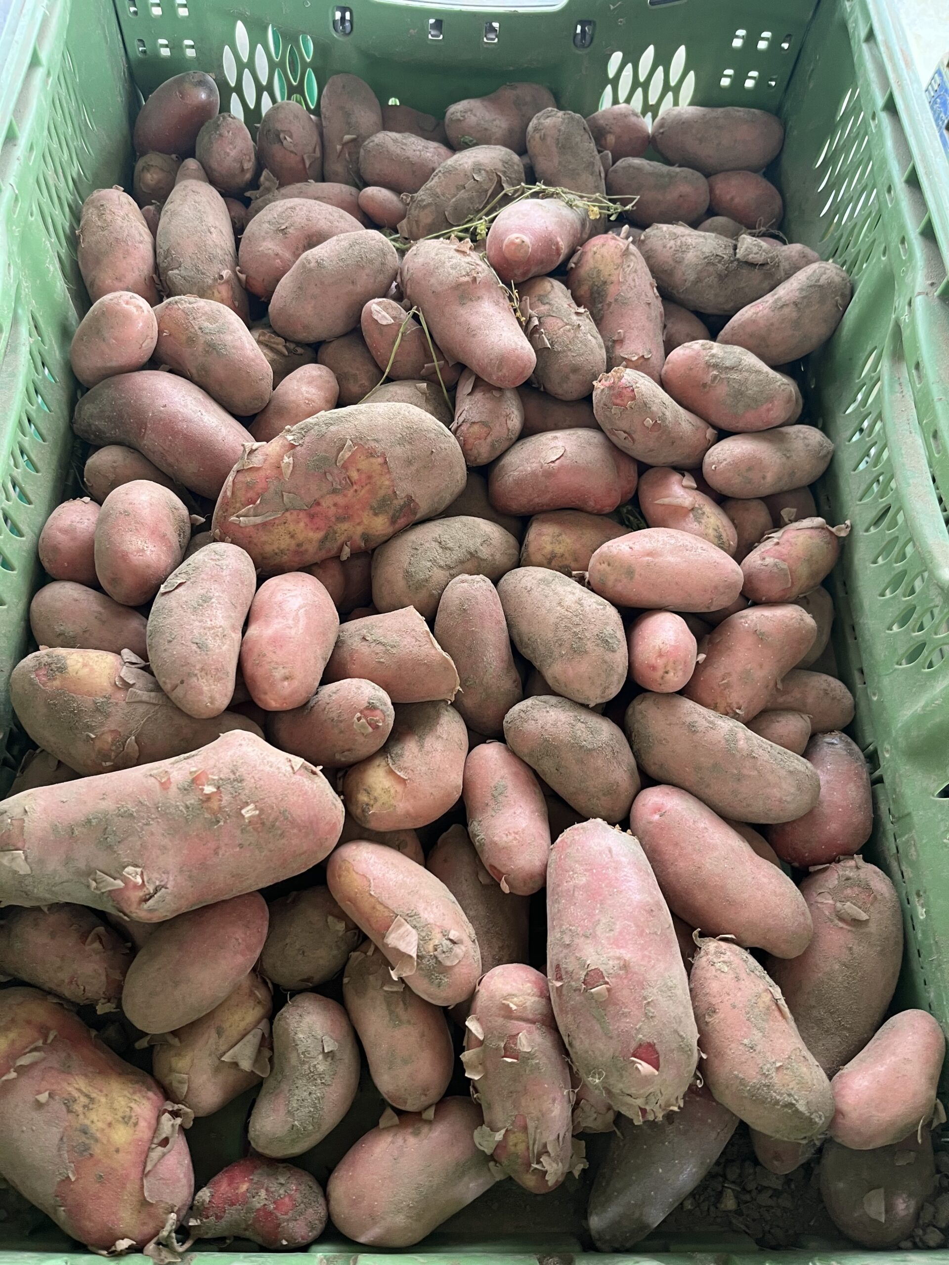 Pommes de terre nouvelles