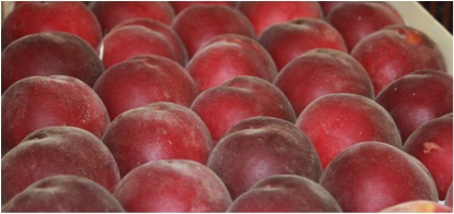 Pêches