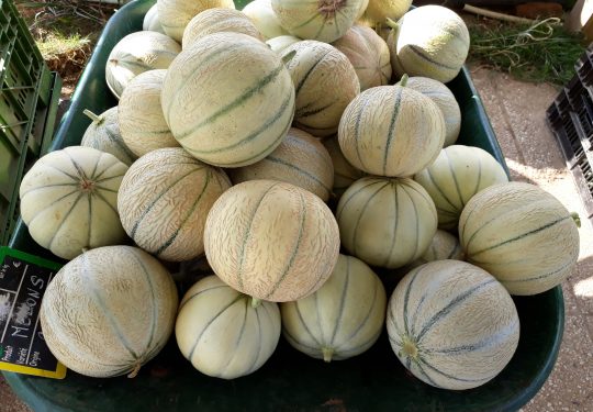 C’est la saison des melons!!!