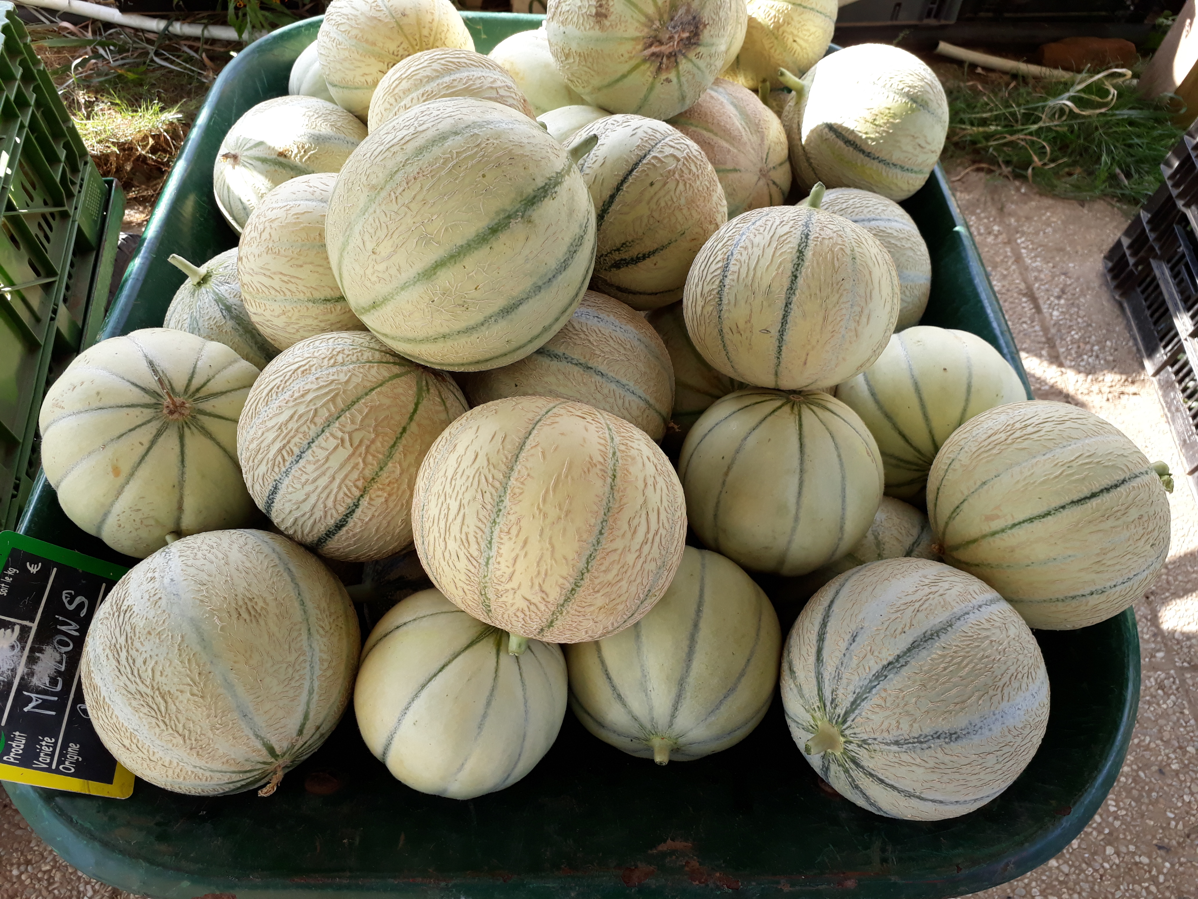 C’est la saison des melons!!!