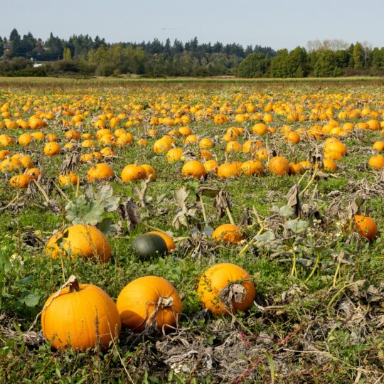 C’est la saison des courges!