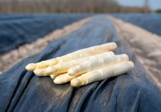 Asperges