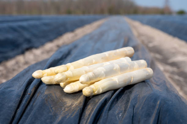 Asperges