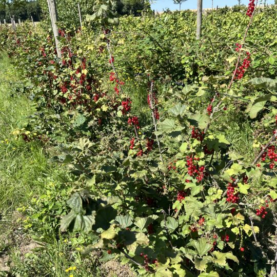 Cassis, Caseilles, groseilles en abondance